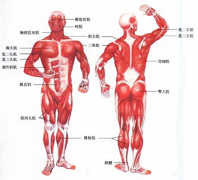 了解主要肌肉群的位置与功能