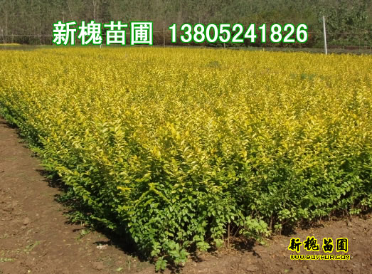60-80CM�ߵĽ�ҶŮ��