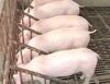 �ĺ���ҵͳһ��ֳ�����ϣ���������������㣡
