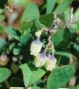 ��˹Խ�ٻ��� Vaccinium uliginosum