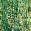 ľ��Equisetum hiemale 