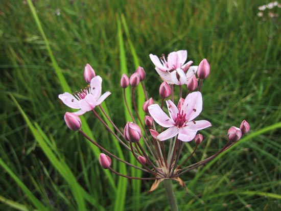������ ��β�� Butomus umbellatus ��