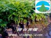 �����̴��Ҳ�лƻ��档��װ�磬�߶�30-300���ס�   