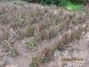 红王子锦带小苗