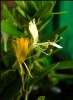 金银花
