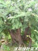 大小规格红豆杉盆景,红豆杉风景树
<br><br><br><br>家庭、宾馆、酒店、写字楼等场所中摆放几盆红豆杉,即富贵、又典雅,而且保健益处颇多。