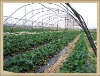 ��ݮ�� 