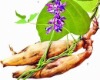 Բ���˱���Ʒ�Ա���