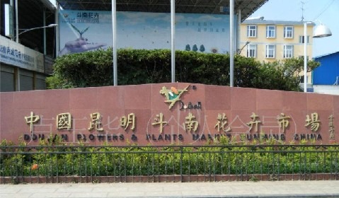 云南昆明斗南鲜花市场简介 阿里巴巴 lyh69520