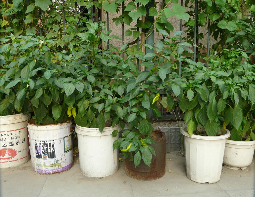 农村致富好项目:盆栽蔬菜_土肥博士