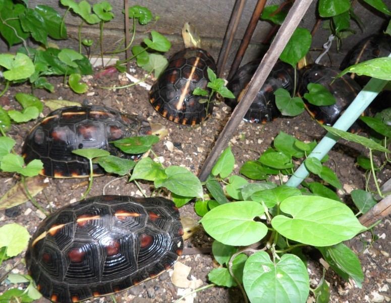 家庭养殖投资什么龟好(二)?--黄缘盒龟(金头龟