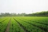 dazhaikemiaomu2009