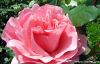Roseleung����ͷ��