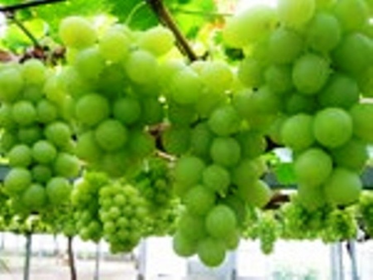 ��Աͷ��