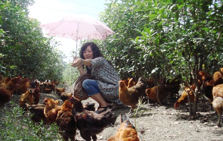 桂花土鸡麻杆鸡乡村鸡土鸡养殖技术林下养土鸡