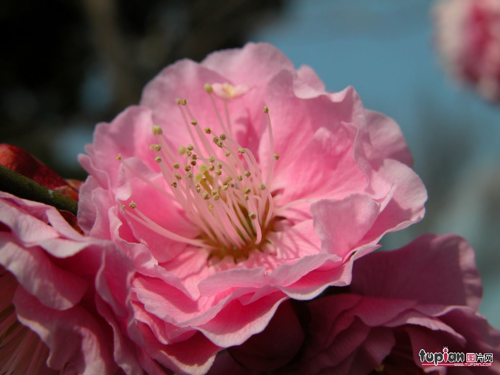 中国的国花是什么---牡丹\/梅花?