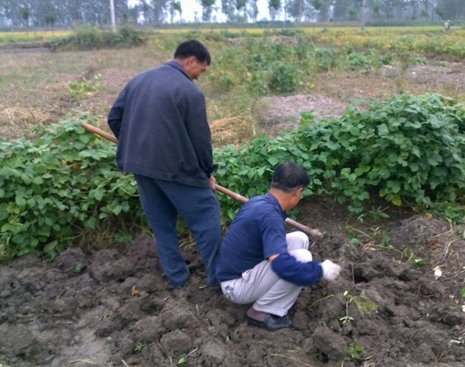 十一大伙出游,我去挖红薯~哈哈~