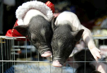 广州宠物市场泰国迷你宠物猪热卖-图片照片 - 