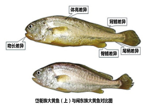 浙江宁波市率先攻克本地大黄鱼繁育养难题