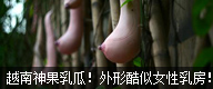 越南神瓜