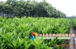 ��Ӧ���ࡢ�������ࡢ��Ҷɺ����������