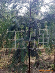 ��Ӧ�Ĵ��̻���ľ��ľ�Ϸ��춹ɼ�����춹ɼ����һ������
