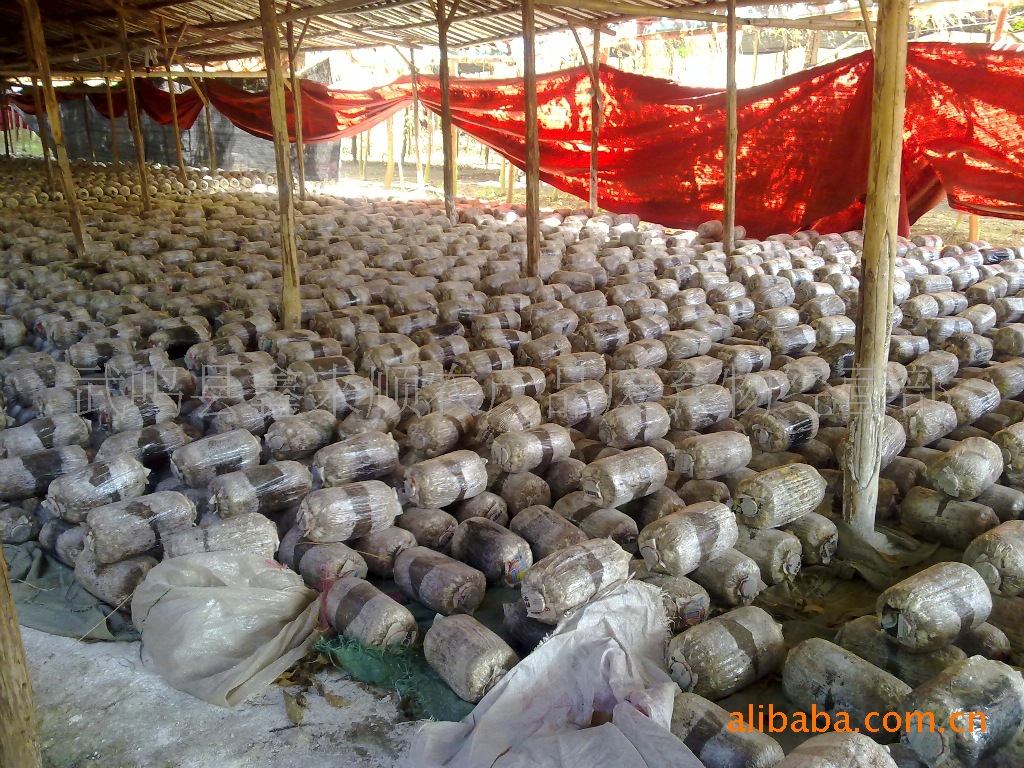 常年广西产地食用菌栽培原料:甘蔗渣价格及生