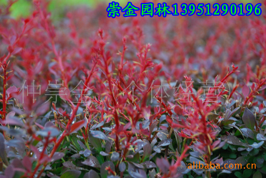 叶小檗 紫叶小檗种子 紫叶小檗小苗 <em>金叶女贞</em>-