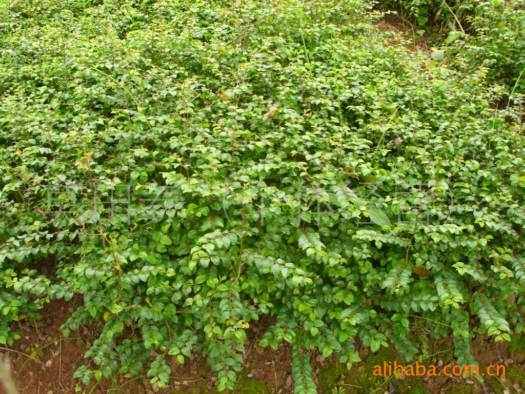 其他农作物种子、种苗-大量供应<em>马甲子</em>,又名:铁