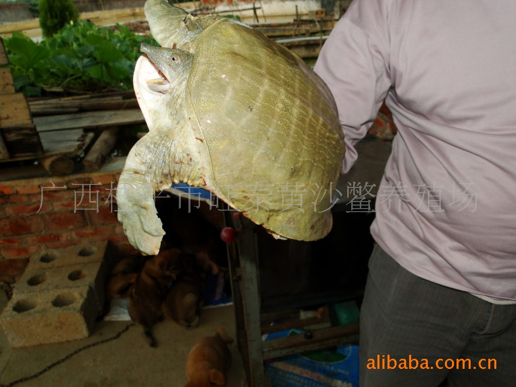 龟鳖类-新品仿野生甲鱼金田黄沙鳖养殖场供应