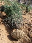 ��Ӧ�����̻���ľ��Ƥ��2--8�װ�Ƥ��