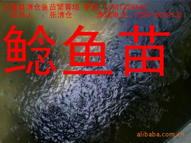 太康县清仓鱼苗繁育场
