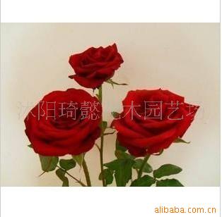 玫瑰種子 花卉種子 玫瑰苗 紅玫瑰種子 5元20粒