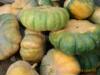 西安南瓜提取物比例10:1植物提取物