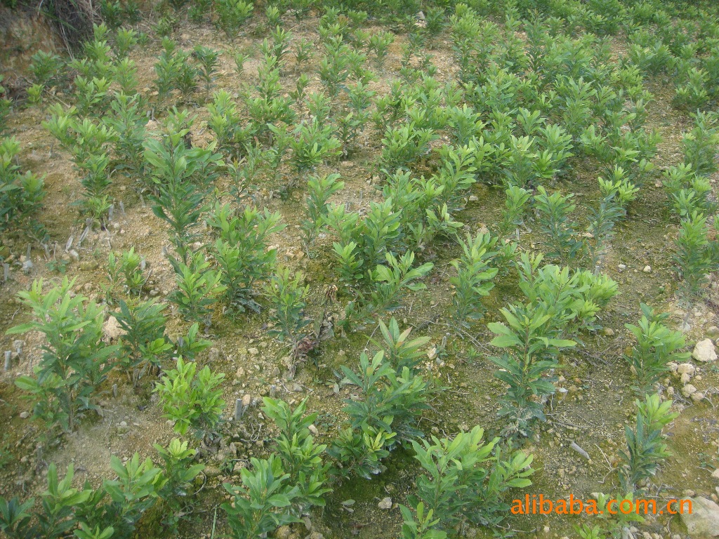 优质的东魁杨梅苗图片,优质的东魁杨梅苗图片