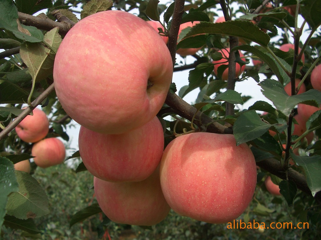 果树-大红荣苹果苗-果树尽在阿里巴巴-卢龙县北