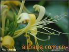 供应贵州野生手摘金银花