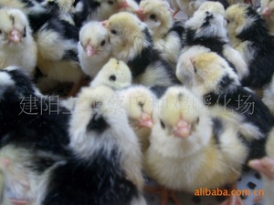 【黑肉鸡苗】黑肉鸡苗肉鸡/视频_黑教学苗价格圆手工雾5眉图片针图片