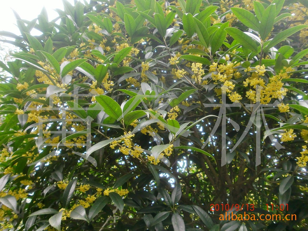 乔木-温江桂花树品种之一:标准1.5米分枝速生金