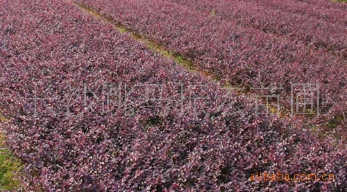 花卉种子种苗 供应红花继木,红继木苗--红继木小苗   红花檵木,学名