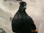 供应高产绿壳蛋鸡乌鸡苗