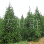 ��Ӧ�̻���ľ�������ʰ�Ƥ��