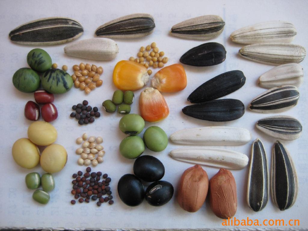 【高蛋白大黄豆】价格,厂家,图片,豆类作物,河北