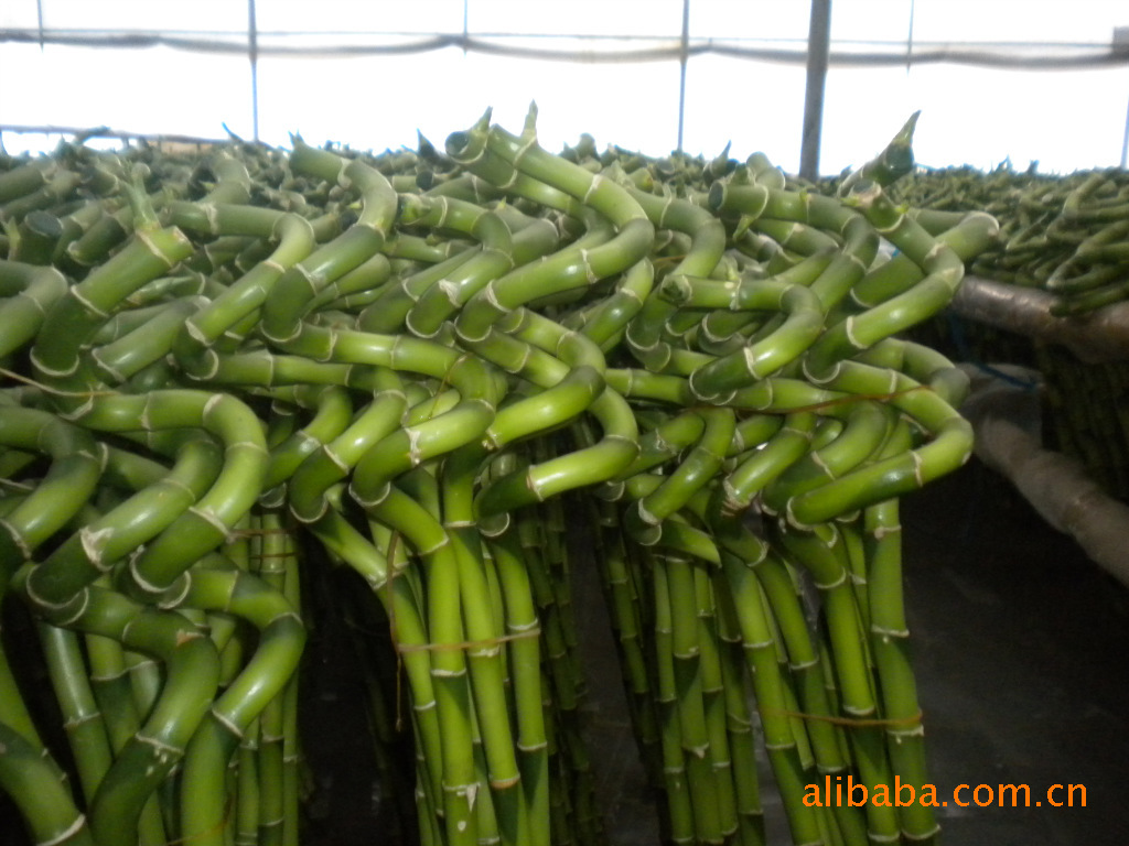 专业富贵竹-弯竹(螺旋竹),室内观叶植物价格\/批