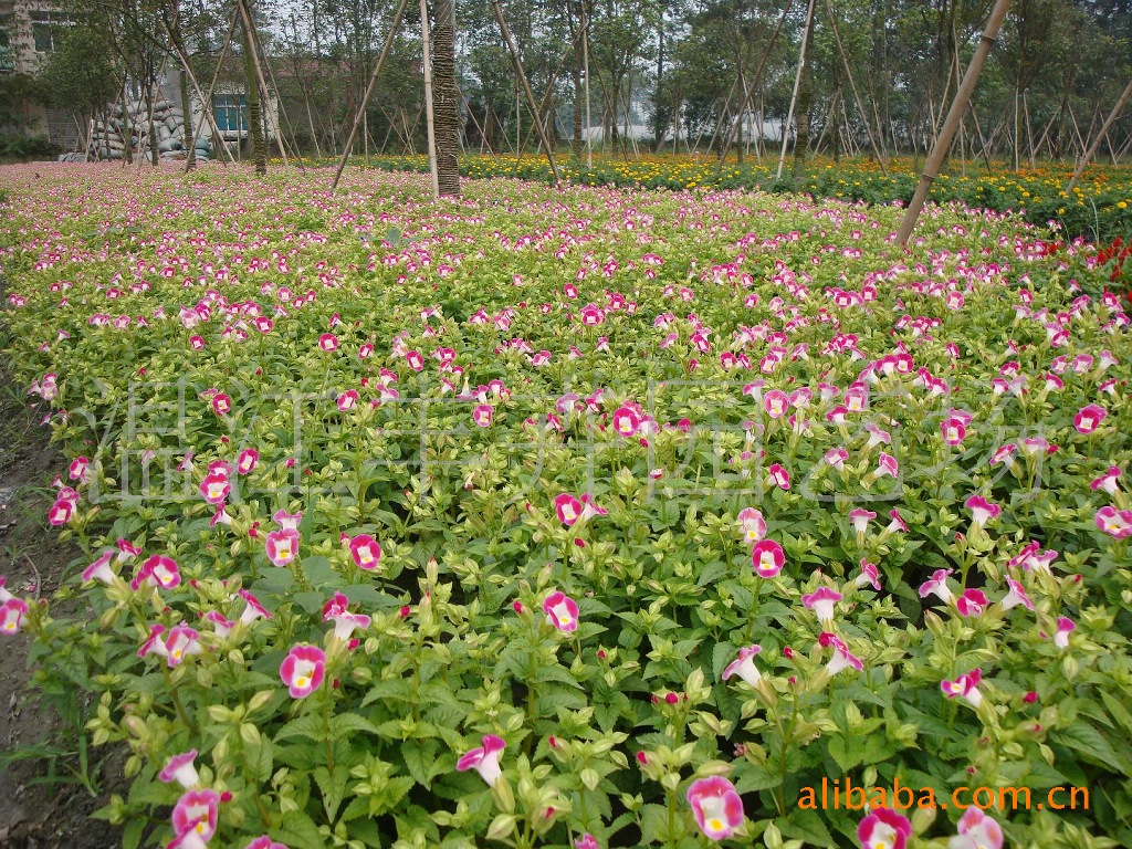 供应草花 矮牵牛 夏锦 孔雀草 火炬 一串红