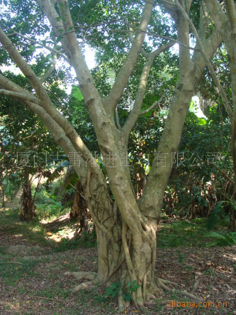乔木-福建省漳州市大榕树直销-乔木尽在阿里巴