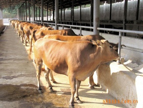 河南肉牛價格 河南肉牛品種 河南肉牛養殖場 河南肉牛養殖前景