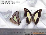 供应蝴蝶标本】昆虫标本】蝴蝶工艺品