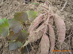 供“浙紫1号”紫甘薯种薯