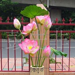 �߷����ָкɻ� ��Ҷ�ɰ����� �����������廨